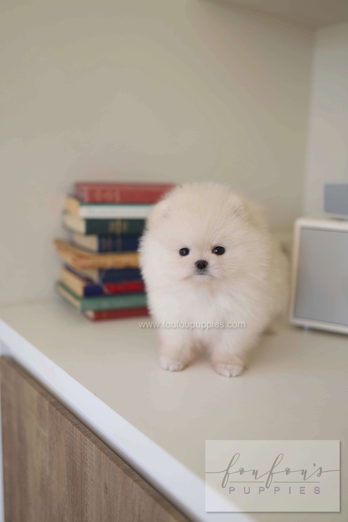 BeBe - Pomeranian F.