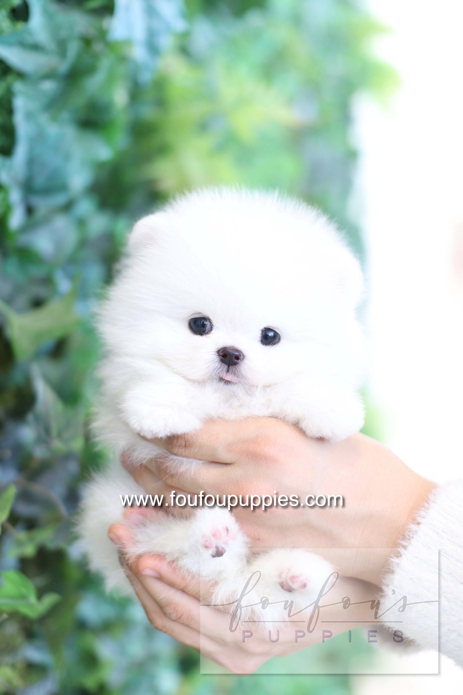 Dolce - Pomeranian F.