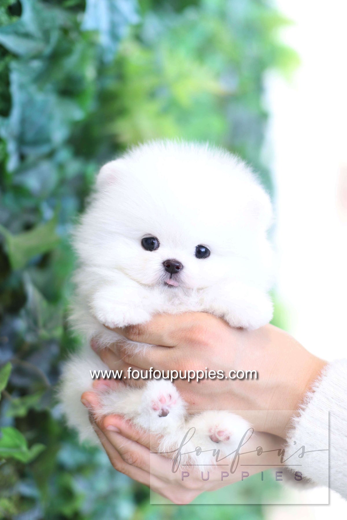 Dolce - Pomeranian F.