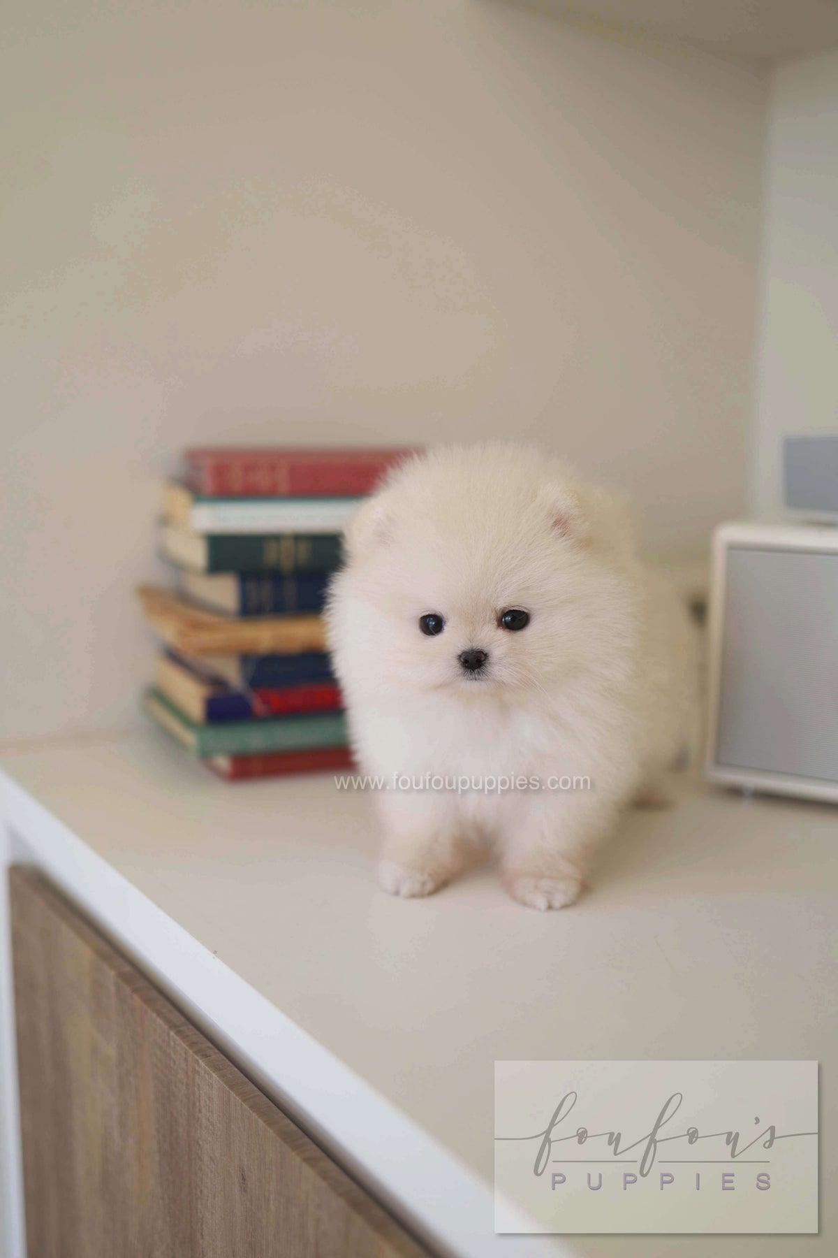 BeBe - Pomeranian F.