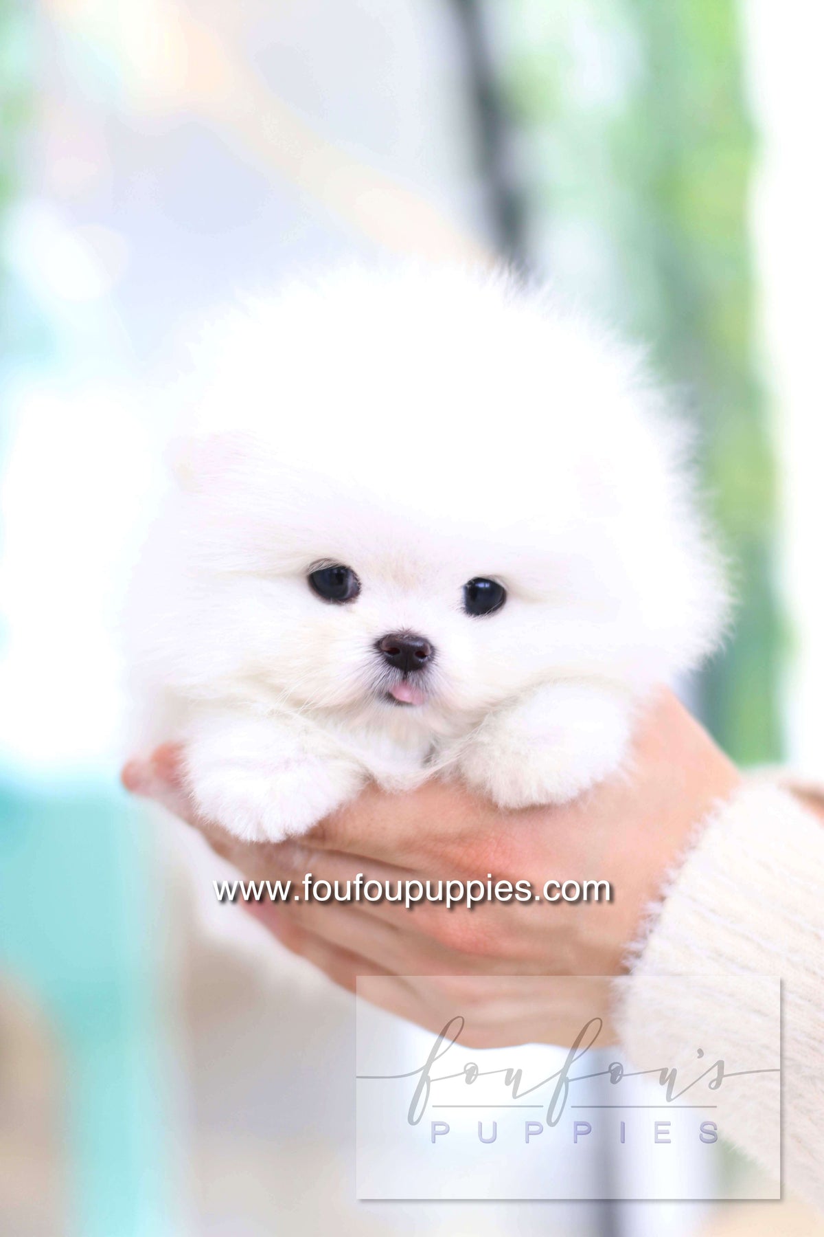 Dolce - Pomeranian F.