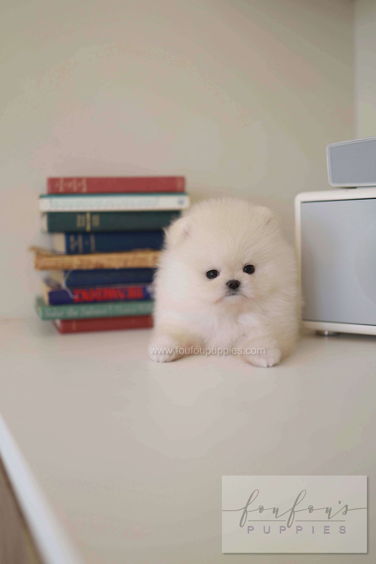 BeBe - Pomeranian F.