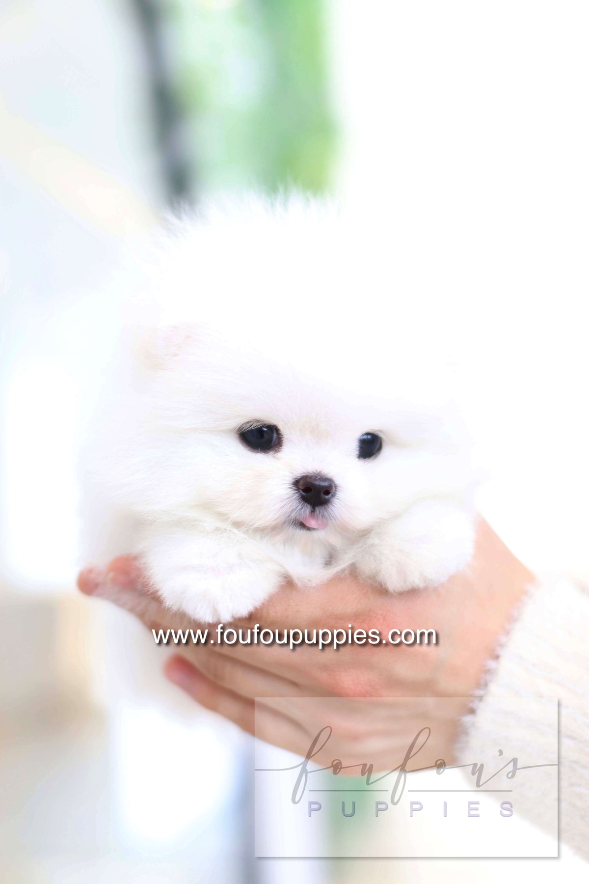Dolce - Pomeranian F.