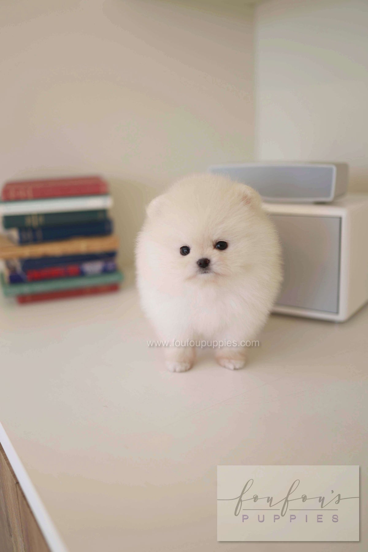 BeBe - Pomeranian F.