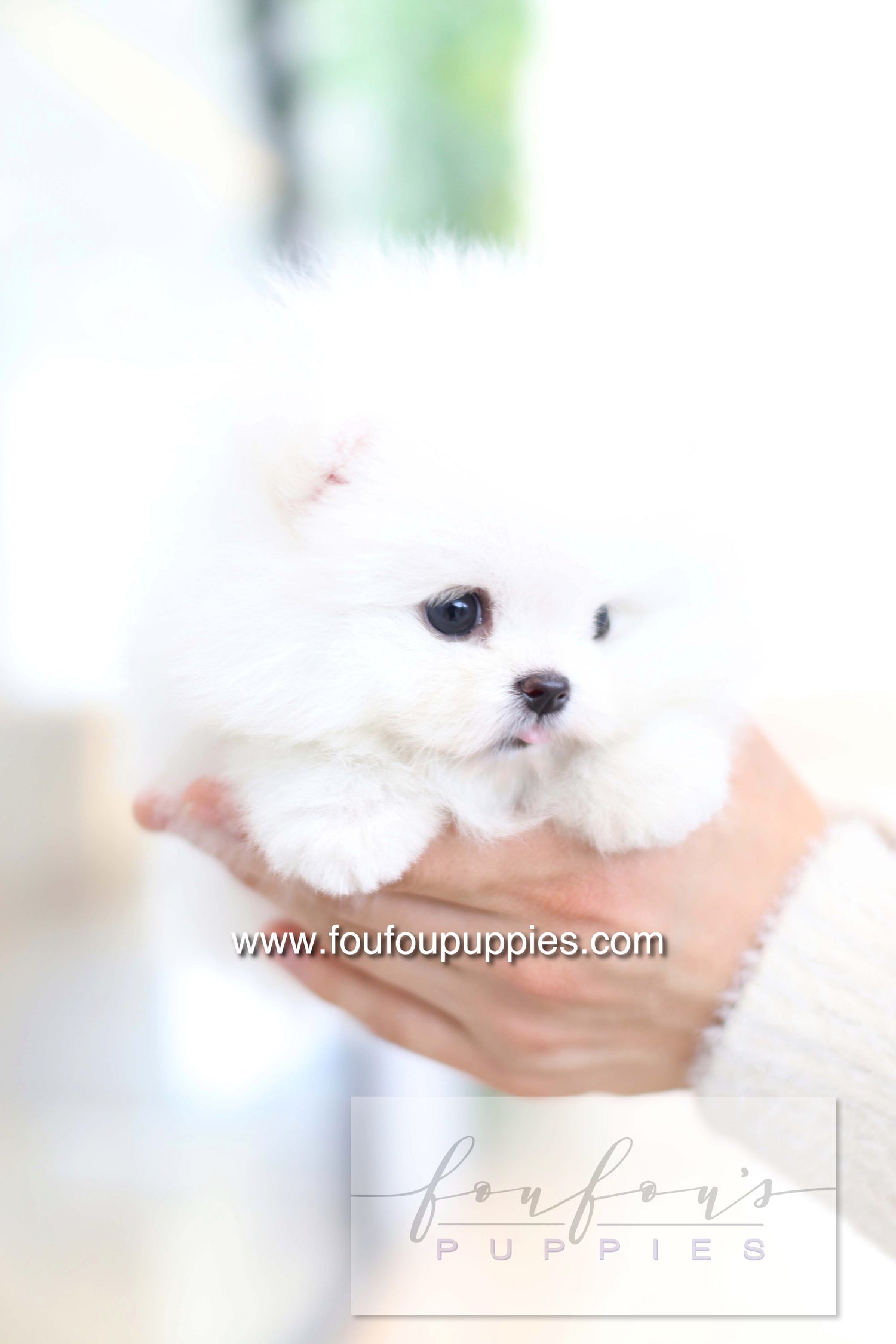Dolce - Pomeranian F.