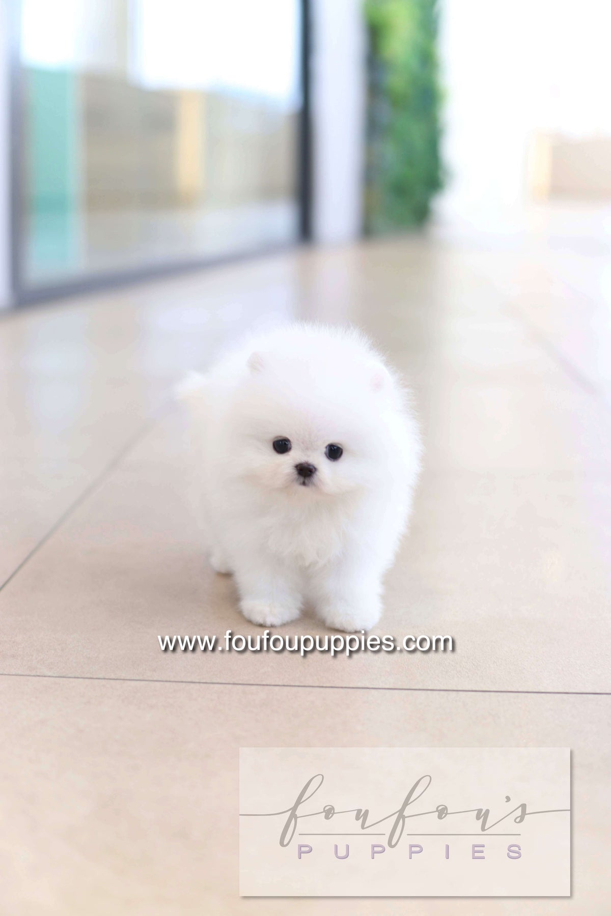 Dolce - Pomeranian F.