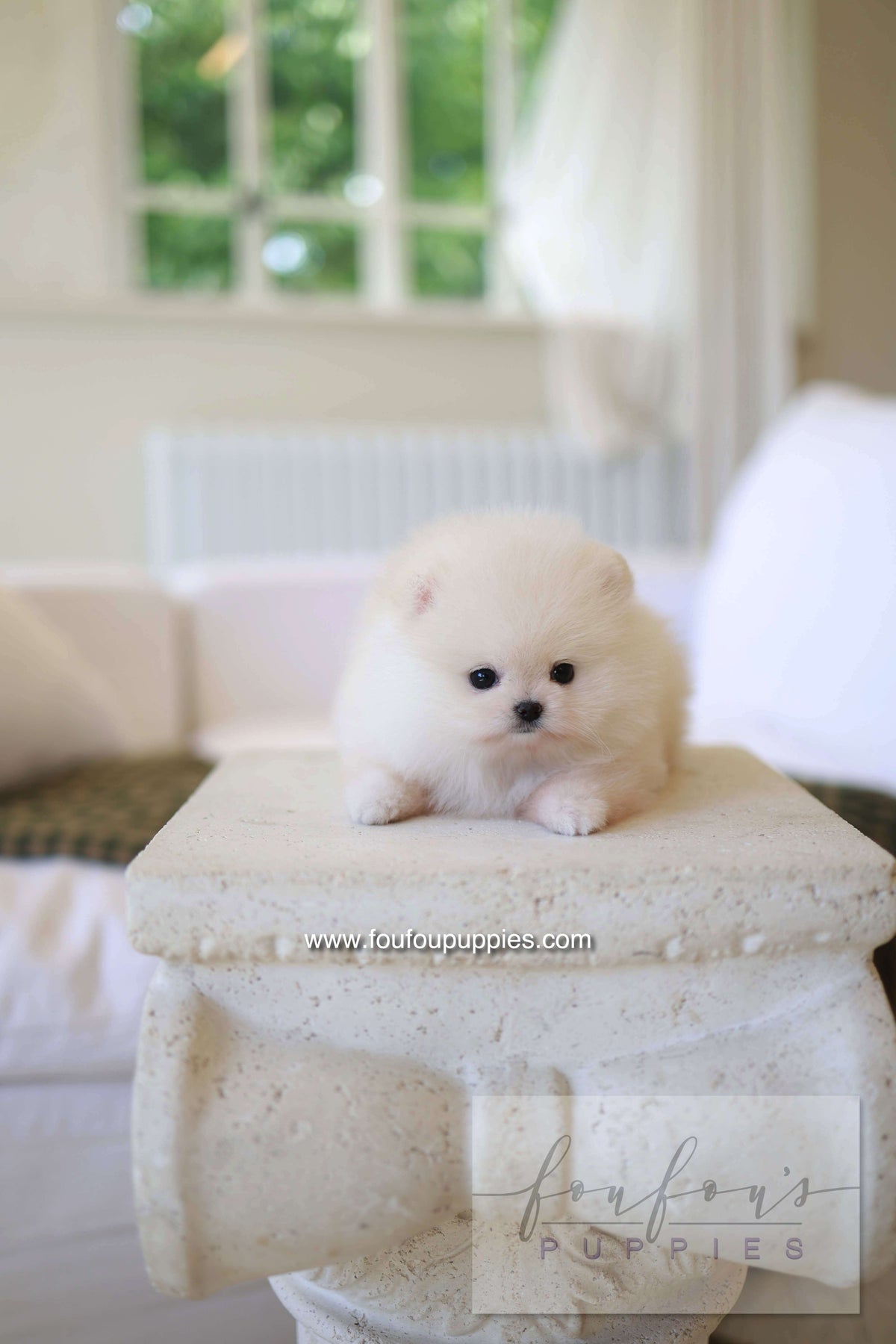 BeBe - Pomeranian F.