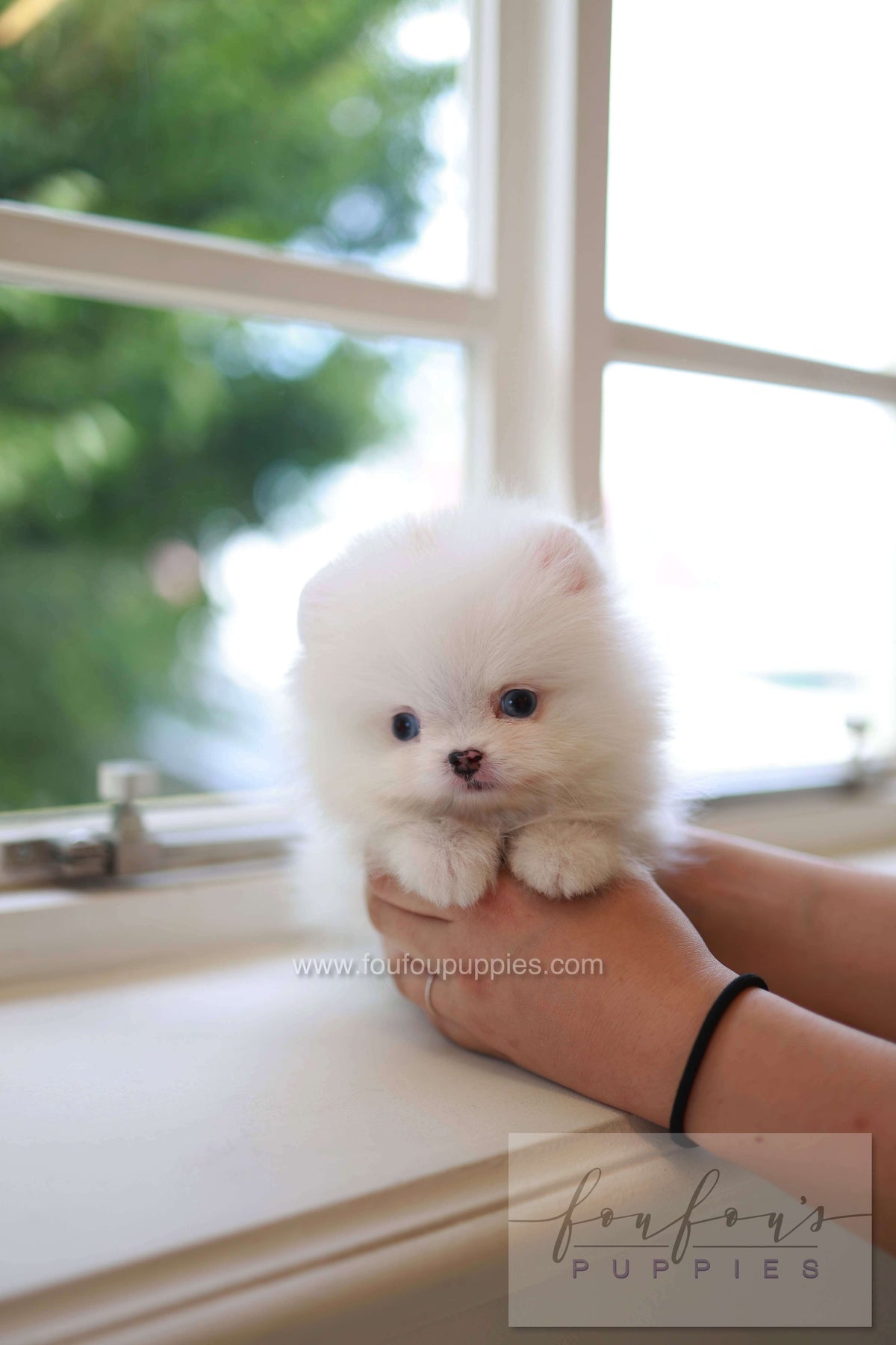 Kiki - Pomeranian F.