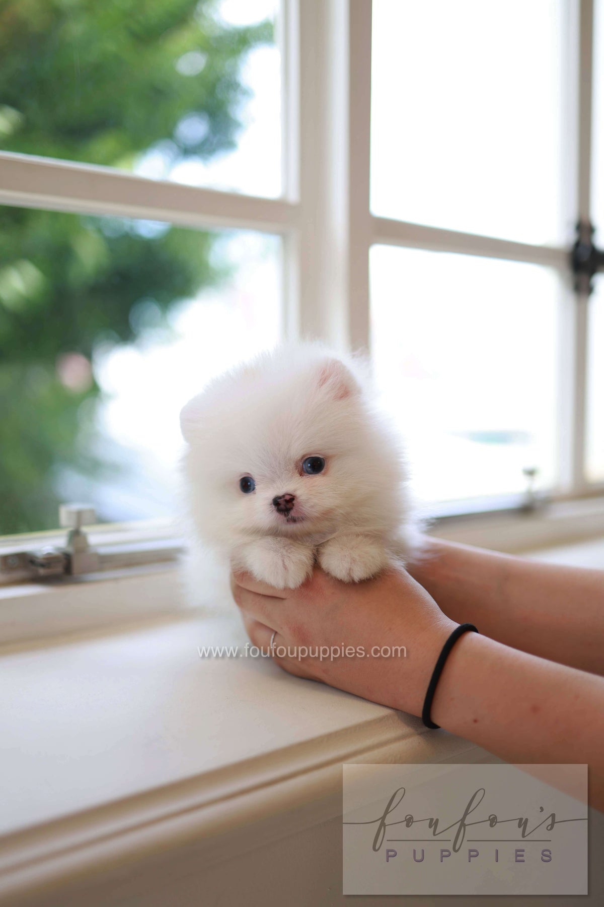 Kiki - Pomeranian F.