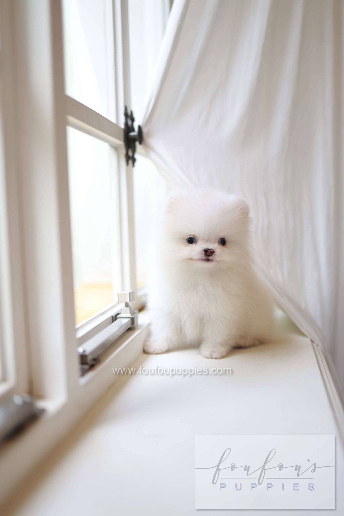 Kiki - Pomeranian F.