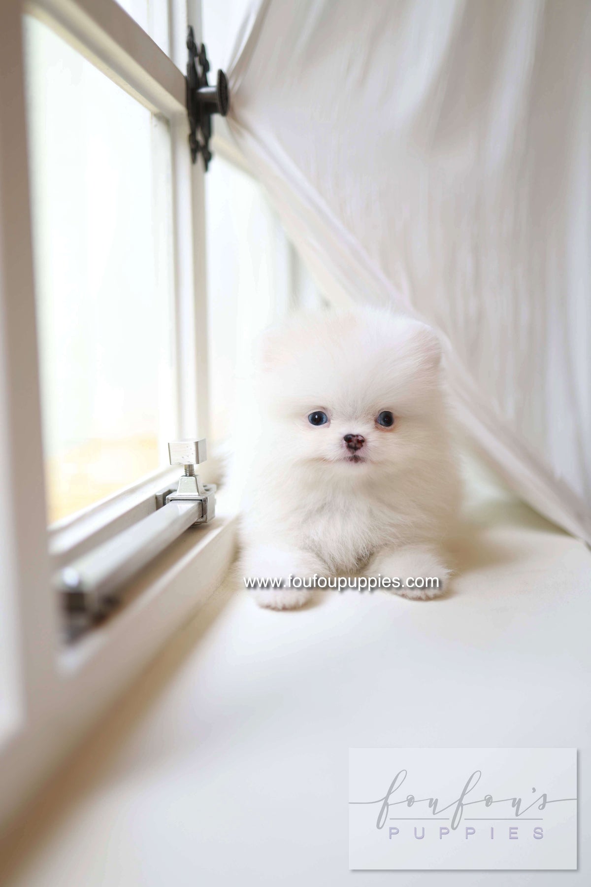 Kiki - Pomeranian F.