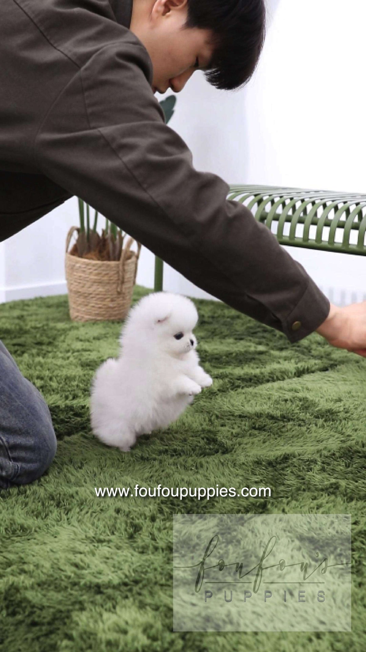 Milk - Pomeranian M.