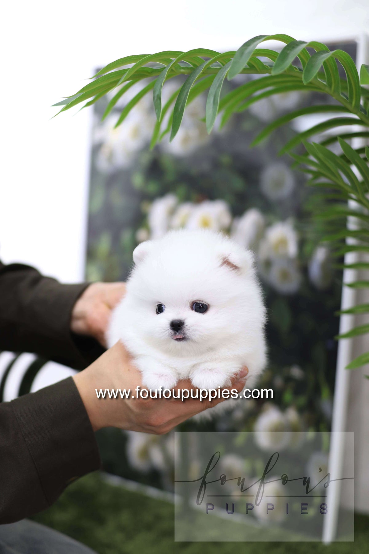 Milk - Pomeranian M.
