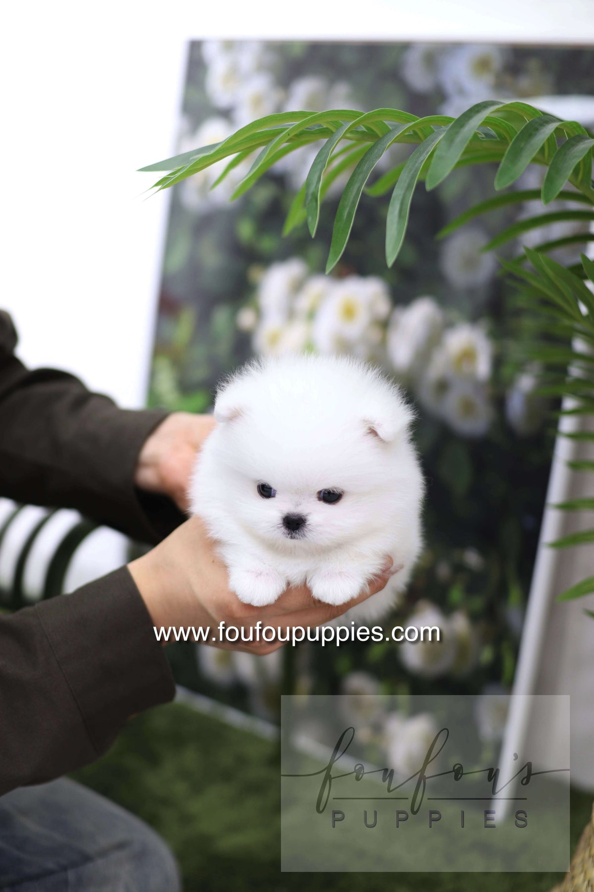 Milk - Pomeranian M.