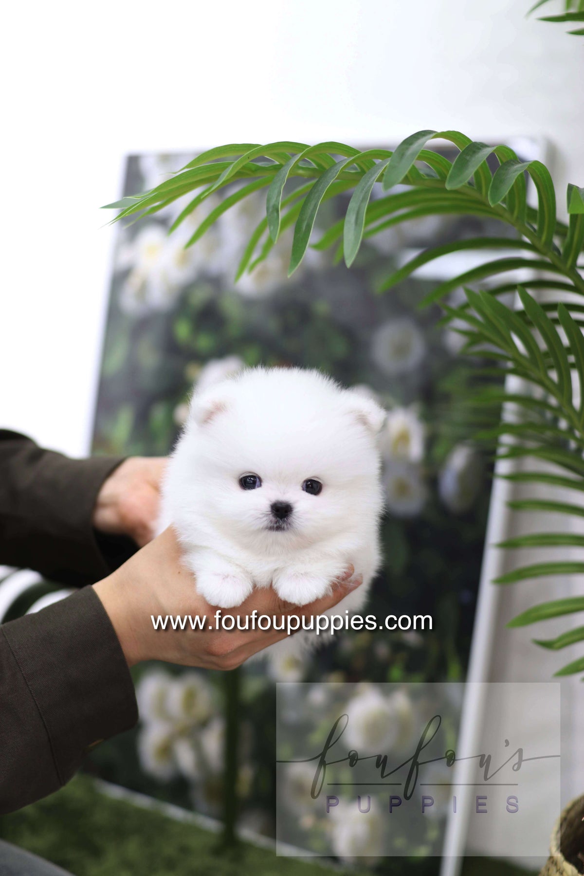 Milk - Pomeranian M.