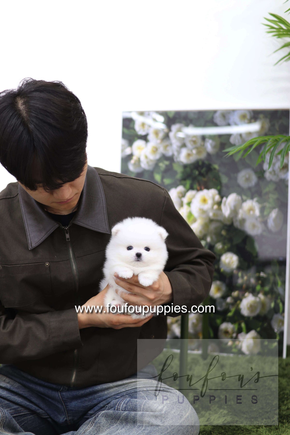Milk - Pomeranian M.