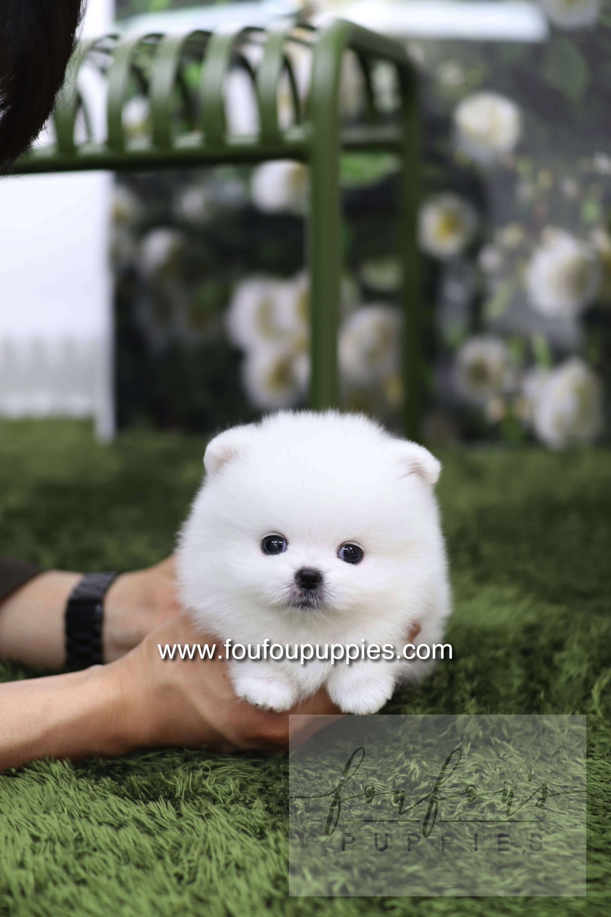 Milk - Pomeranian M.