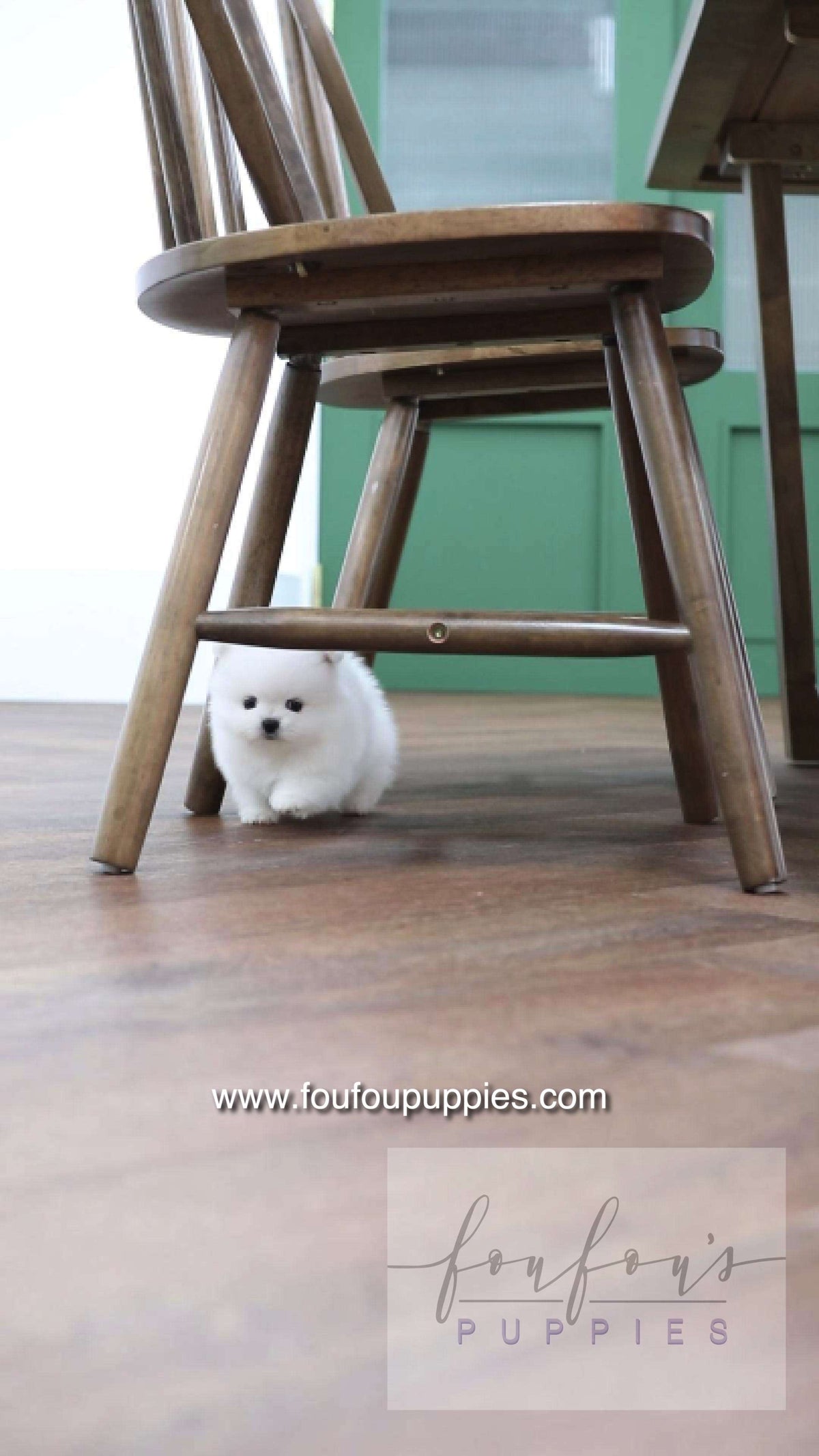 Milk - Pomeranian M.