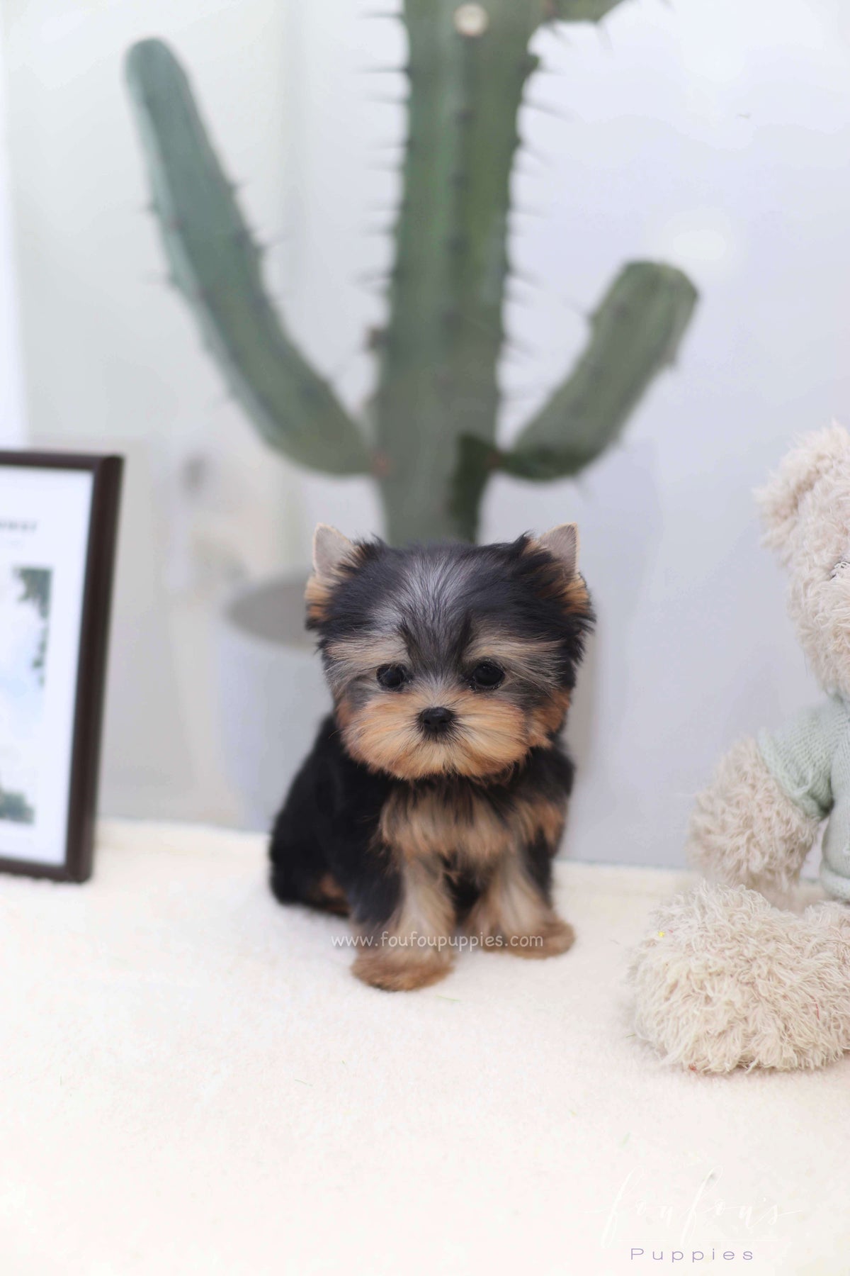 Tinker - Yorkshire Terrier F.