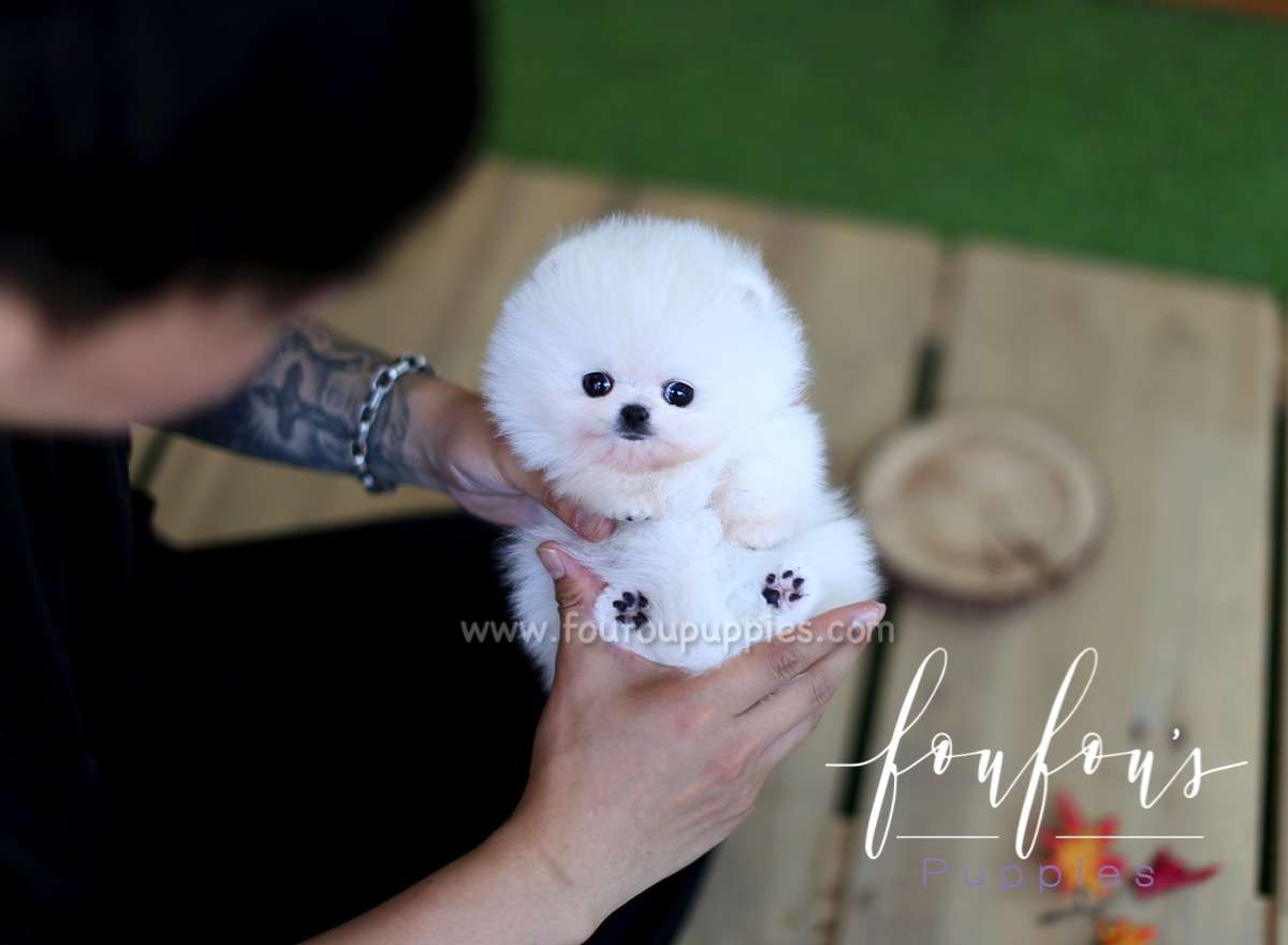 Prince - Pomeranian M.