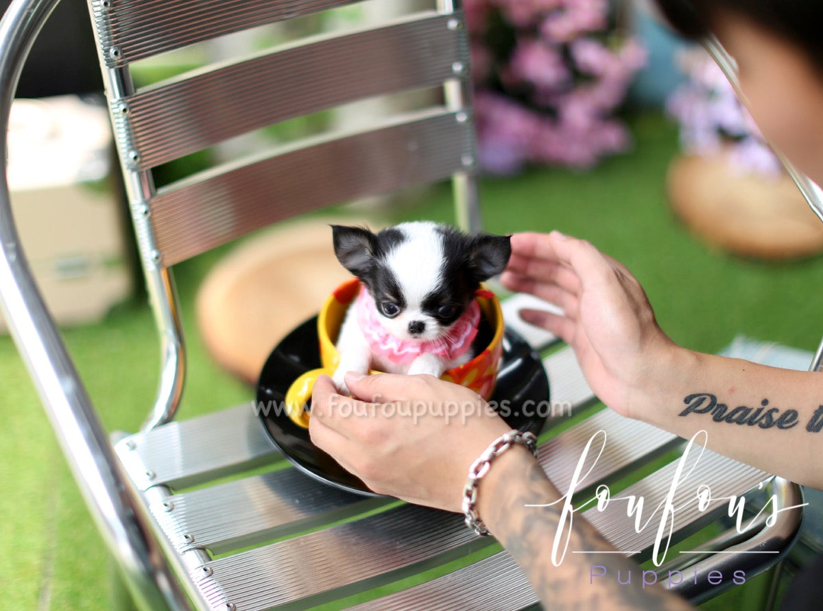 Stewart - Chihuahua M.