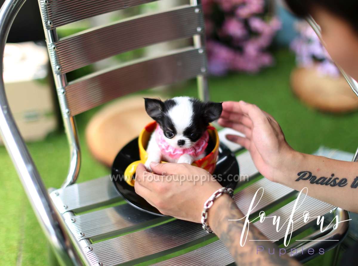 Stewart - Chihuahua M.