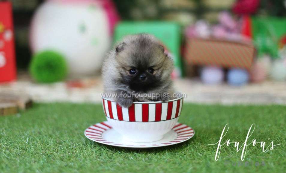 Luna - Pomeranian F.