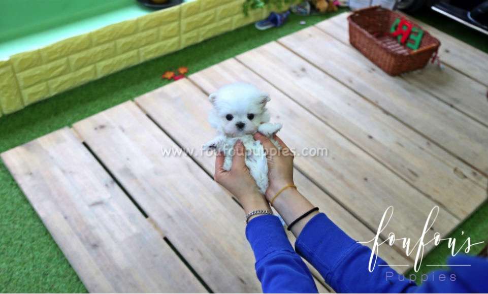 A white Maltese puppy being held in a person&