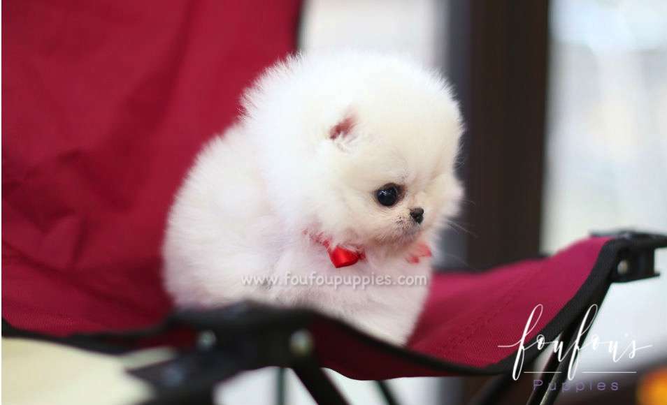 Adele - Pomeranian F.