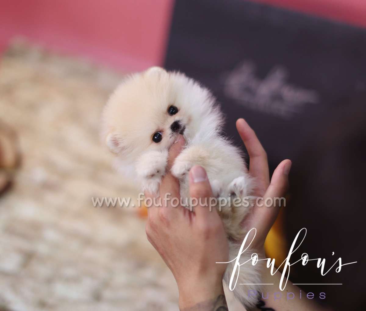 Pixie - Pomeranian F.