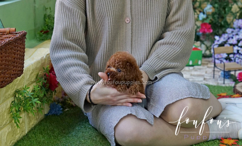 Franklin - Poodle M.