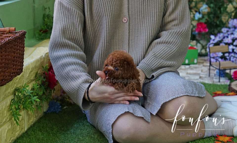 Franklin - Poodle M.