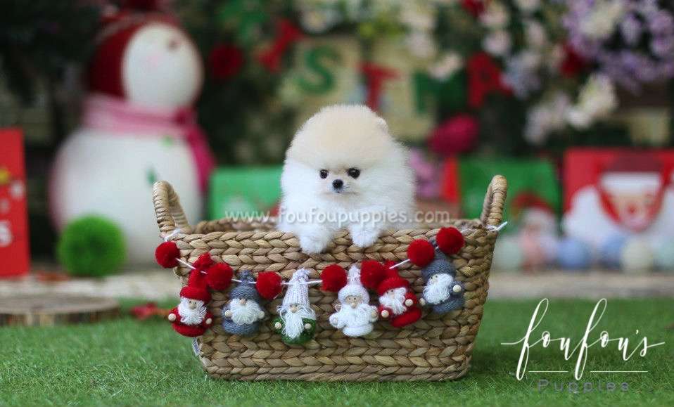 Chanel - Pomeranian F.