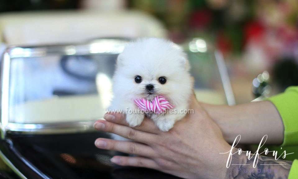 Dali - Pomeranian M.