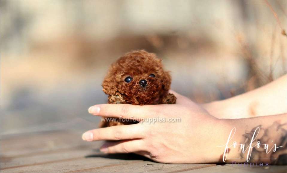 Caeser - Poodle M.