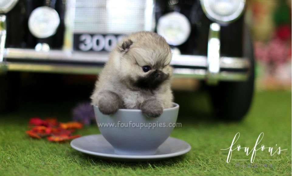 Venus - Pomeranian F.