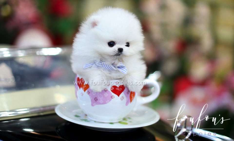 Beau - Pomeranian M.