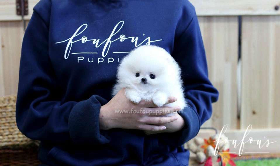 Cocada - Pomeranian F.