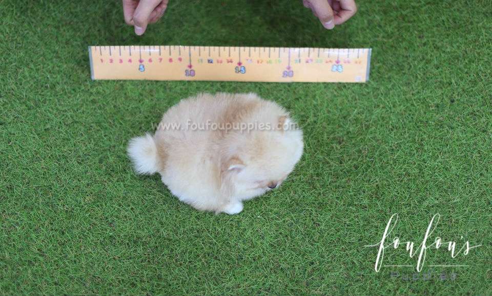 Pasha - Pomeranian M.