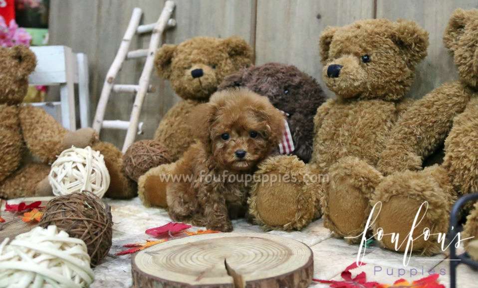 Dolly - Poodle F.