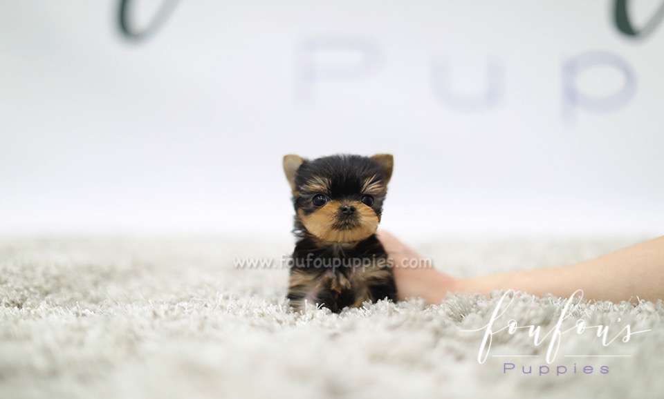 Tia - Yorkie F.