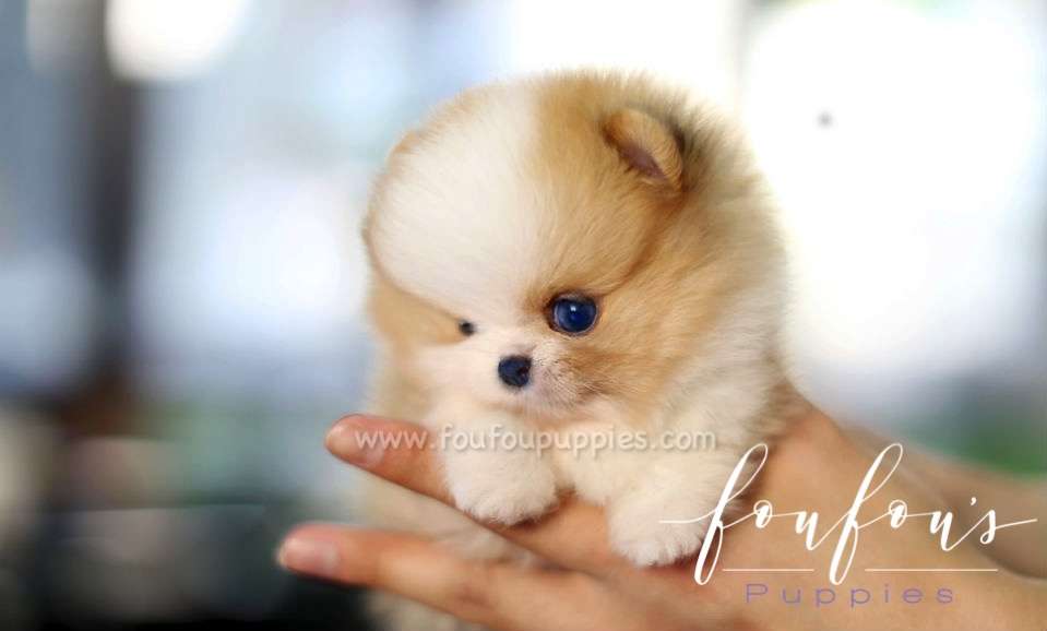 Aurae - Pomeranian F.