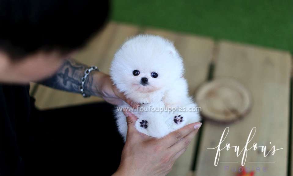 Prince - Pomeranian M.