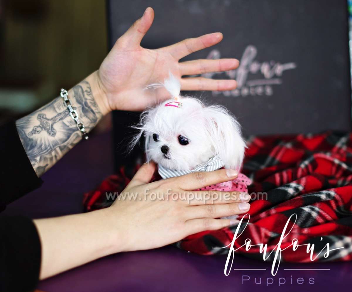 Toto - Maltese M.