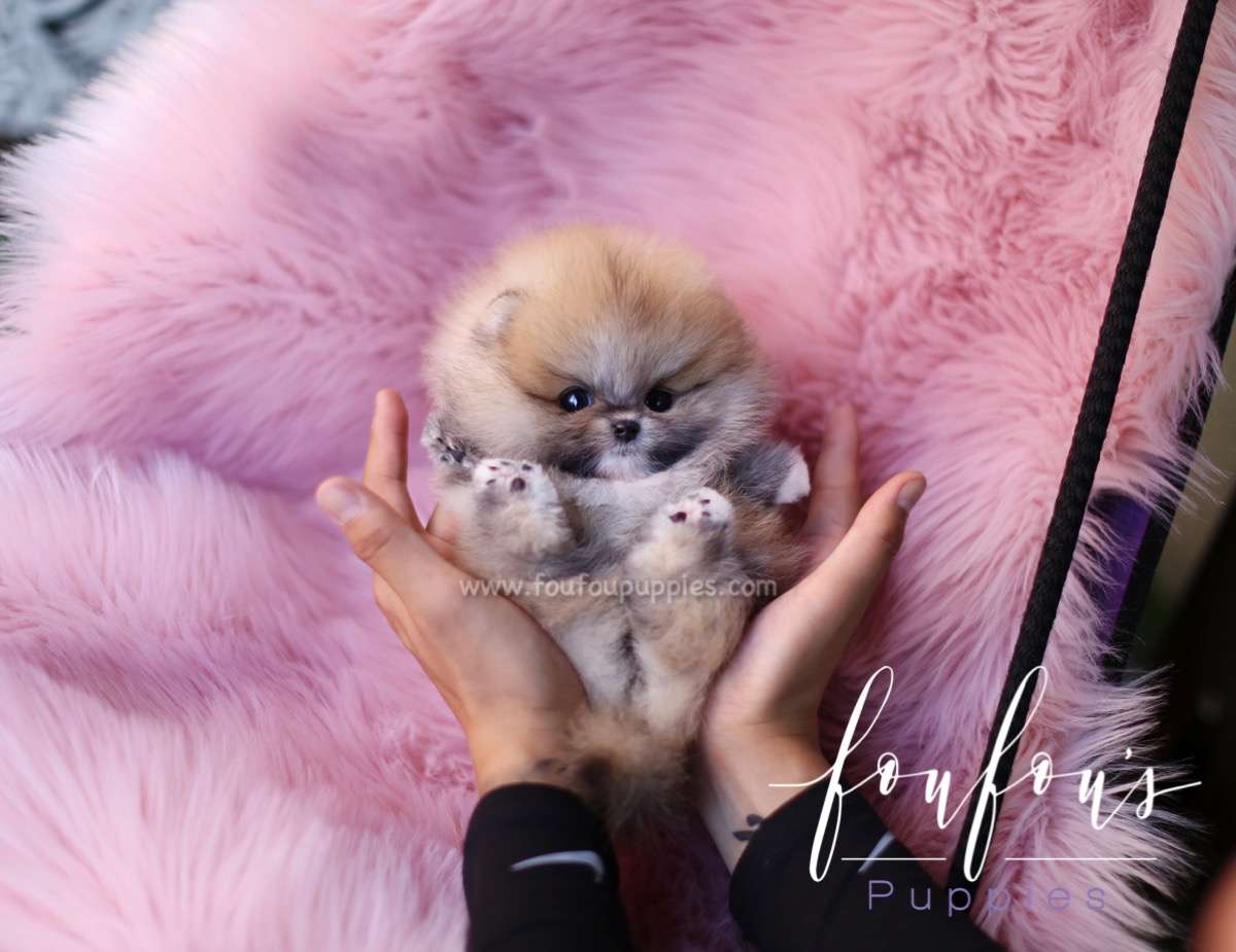 Bubba - Pomeranian M.