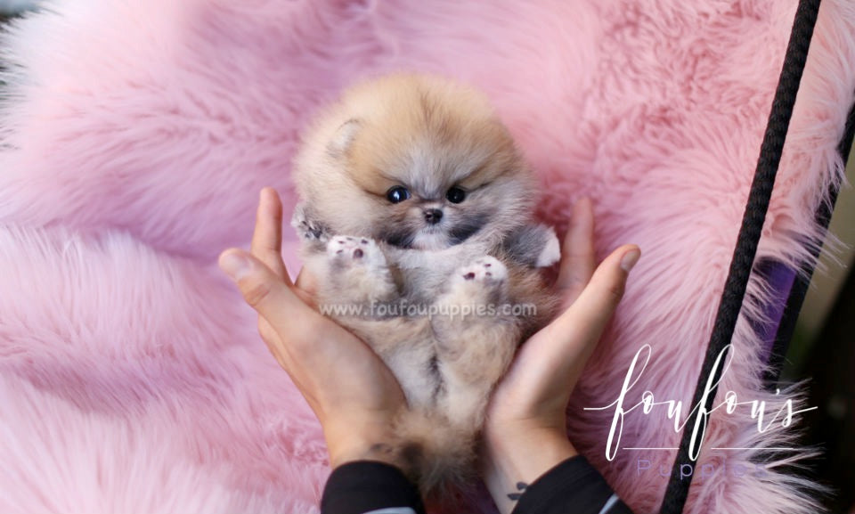 Pomeranian Puppies Cheap Puppies For Sale Under 100 Pet Shop