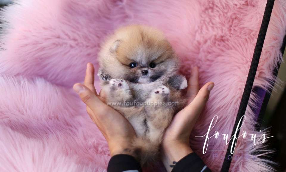 Bubba - Pomeranian M.
