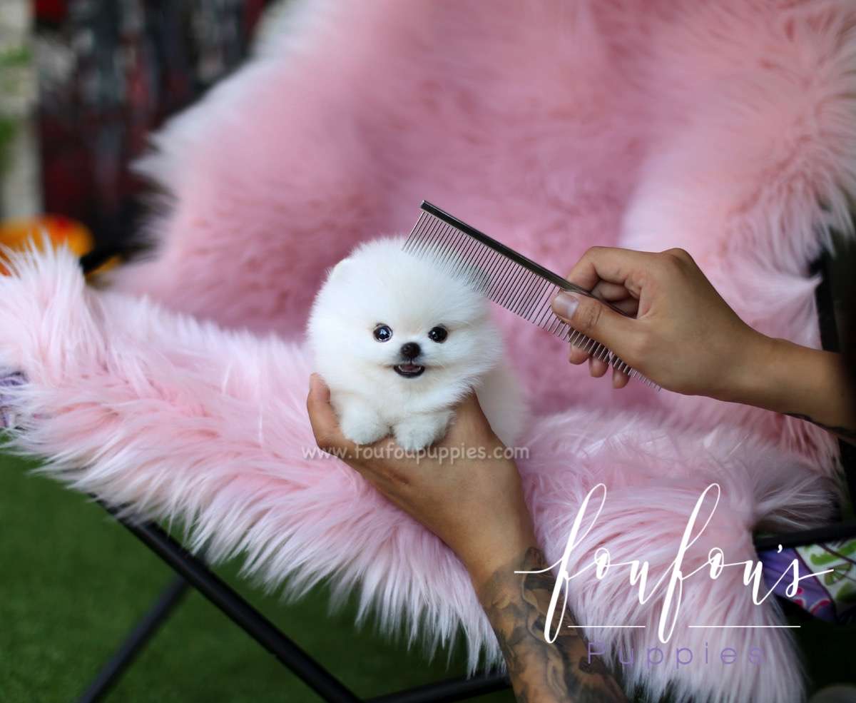 Ken - Pomeranian M.