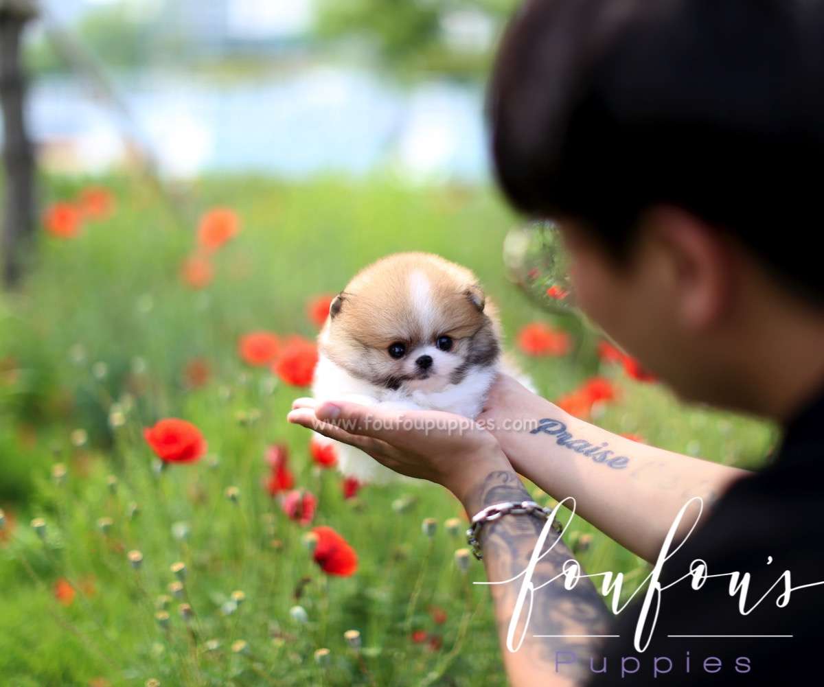 Jake - Pomeranian M.