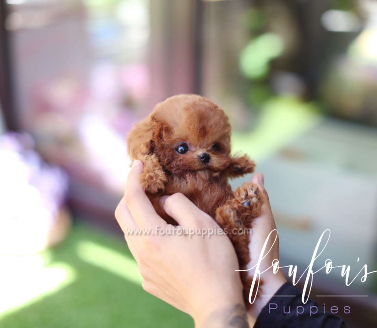 Lesley - Poodle F.